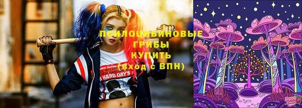 стаф Новокубанск